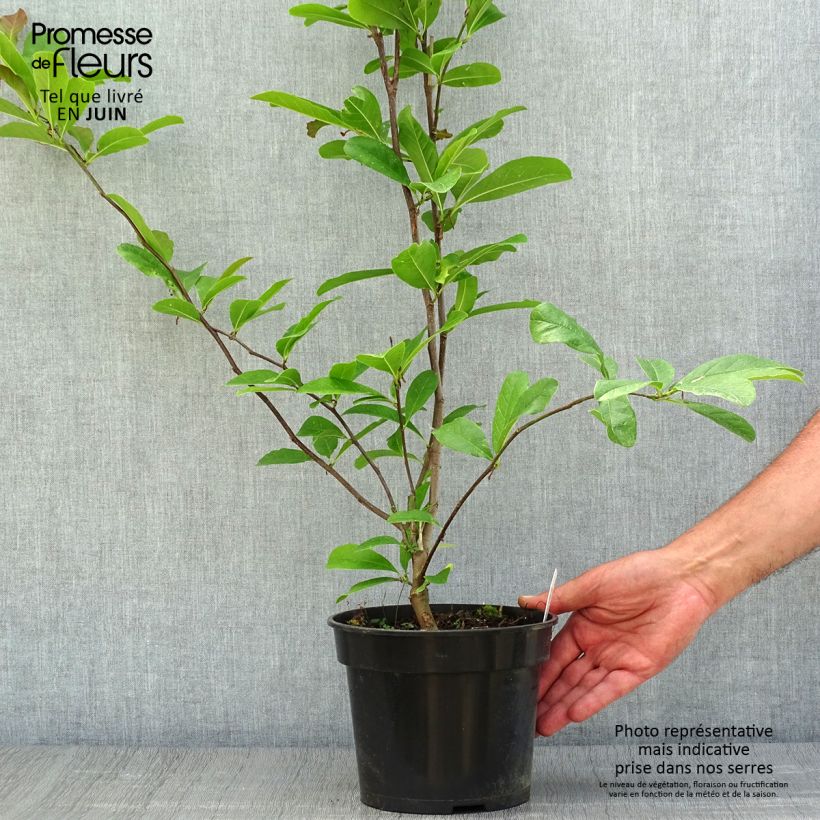 Magnolia stellata Rosea 2L/3L pot sample as delivered in summer
