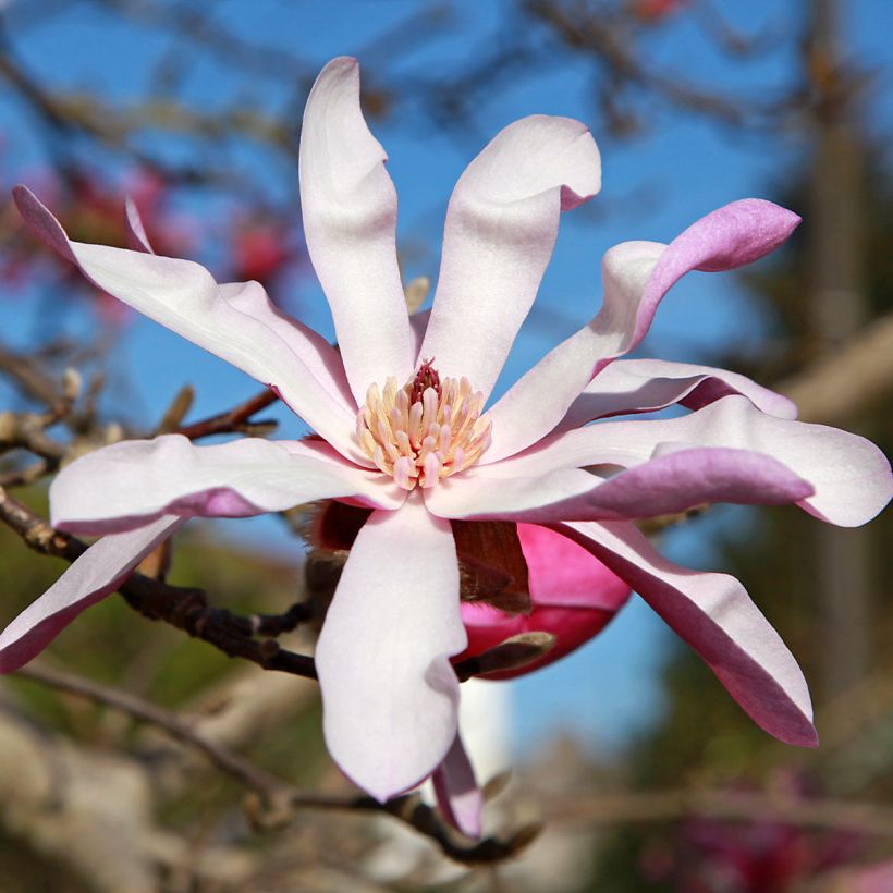 Magnolia stellata Rosea (Flowering)