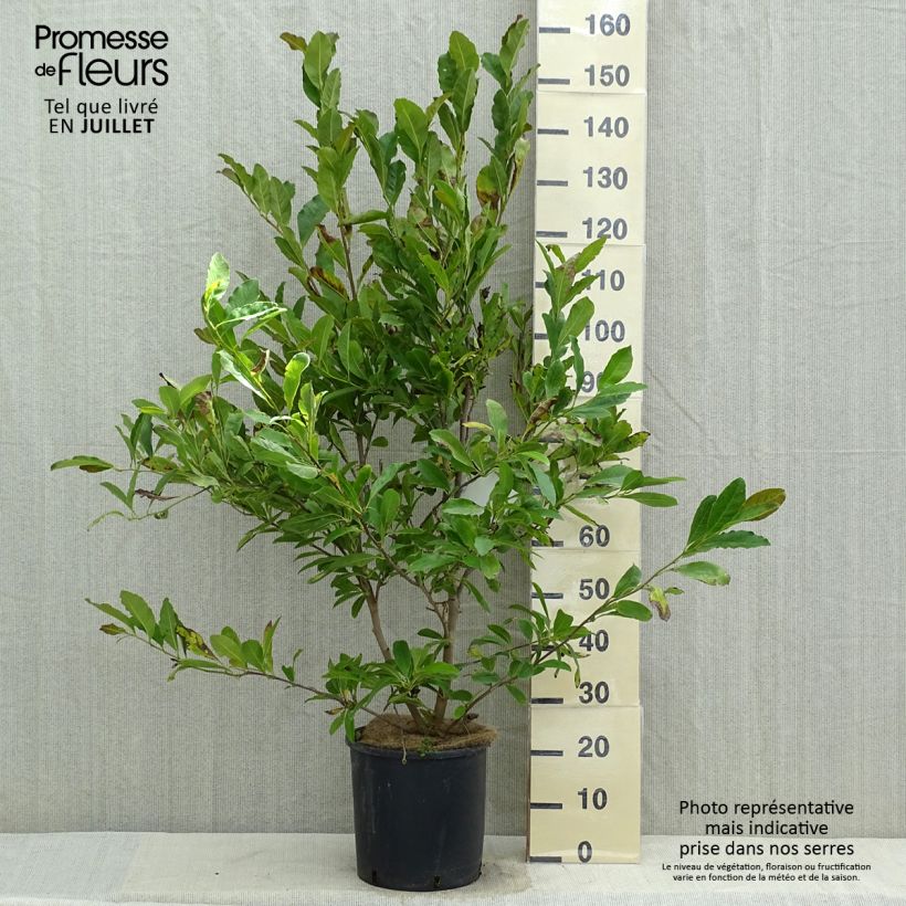 Magnolia stellata Royal Star 7.5L/10L pot sample as delivered in summer