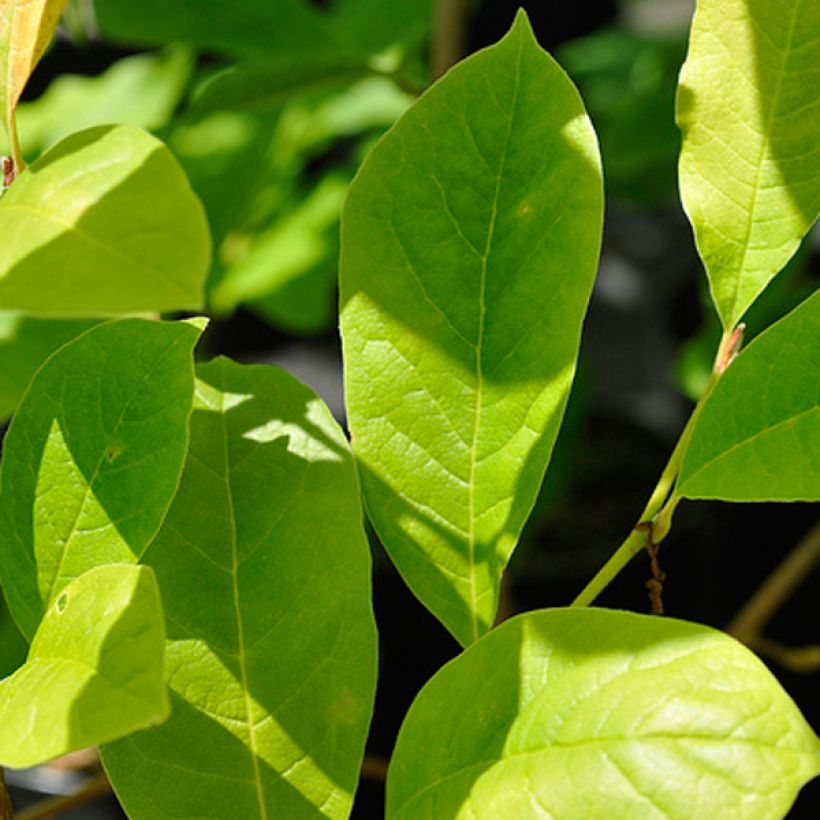 Magnolia stellata Royal Star (Foliage)