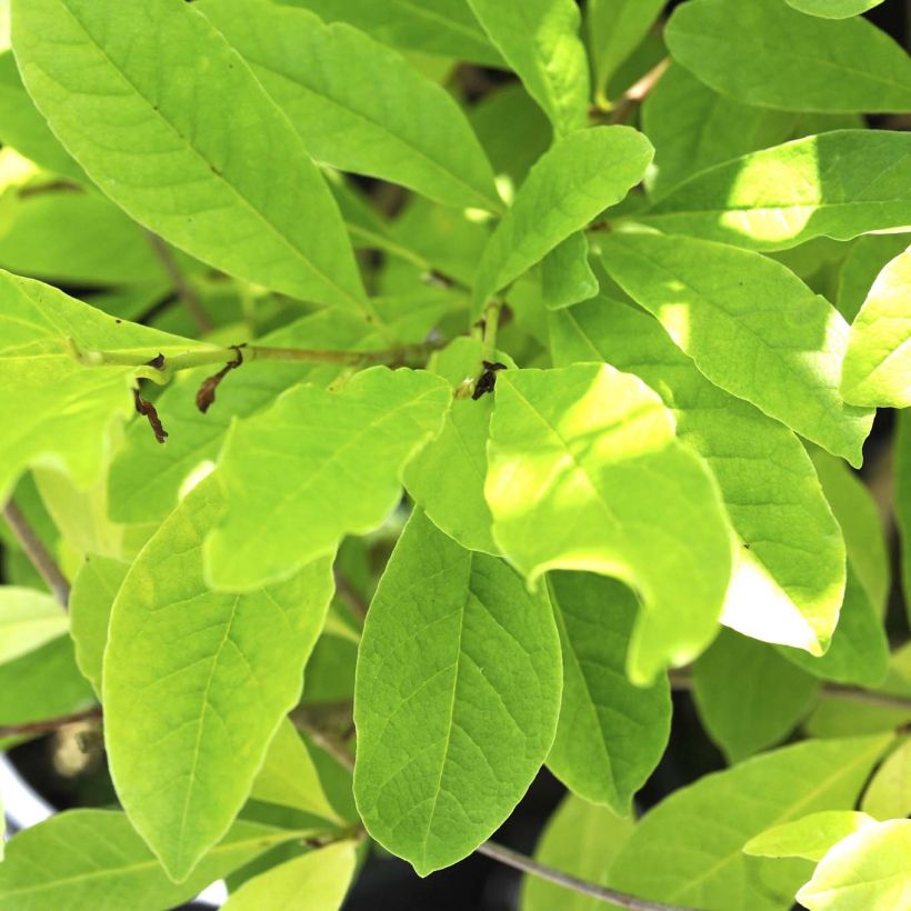 Magnolia stellata Waterlily (Foliage)