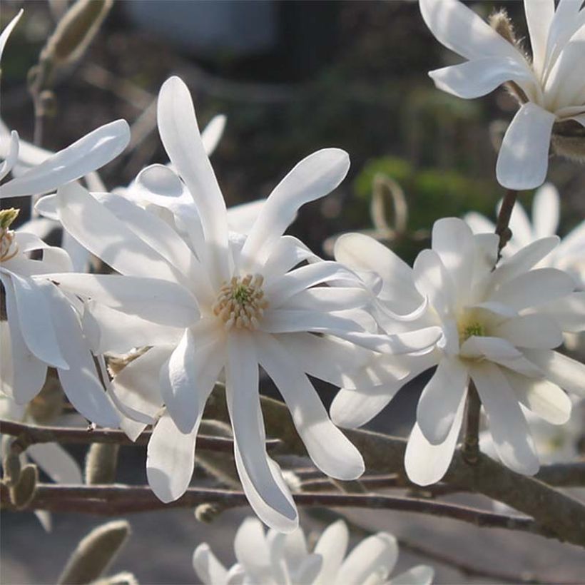 Magnolia stellata Waterlily (Flowering)