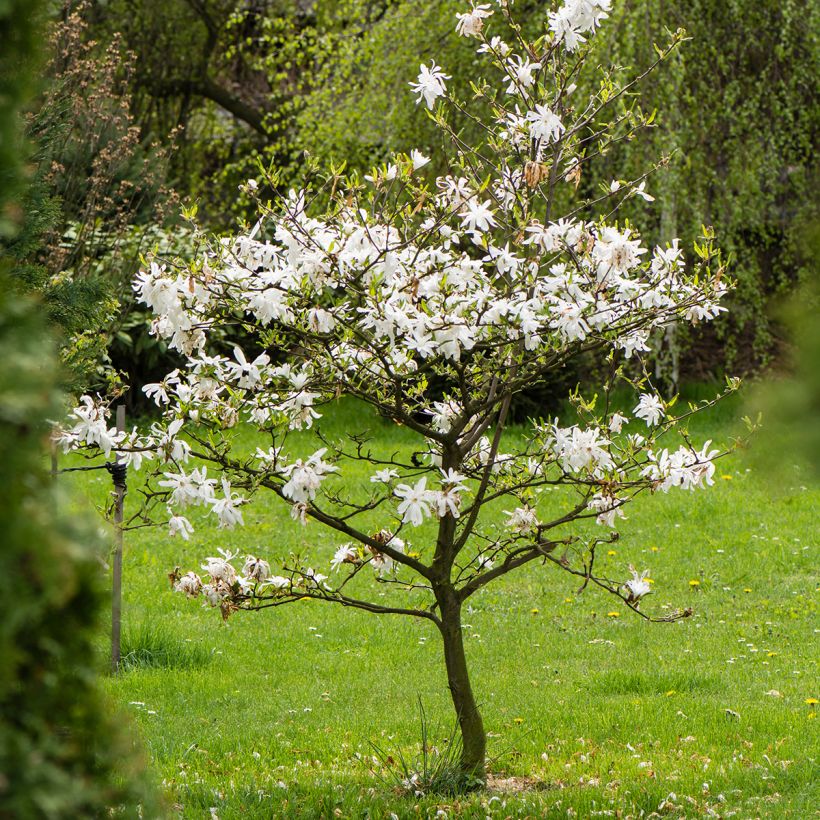 Magnolia stellata (Plant habit)