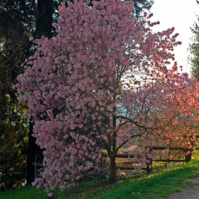 Magnolia stellata Rosea (Plant habit)