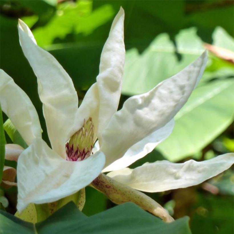 Magnolia tripetala (Flowering)