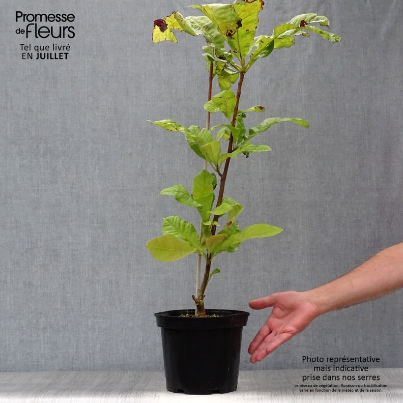Magnolia tripetala 3L/4L pot sample as delivered in summer