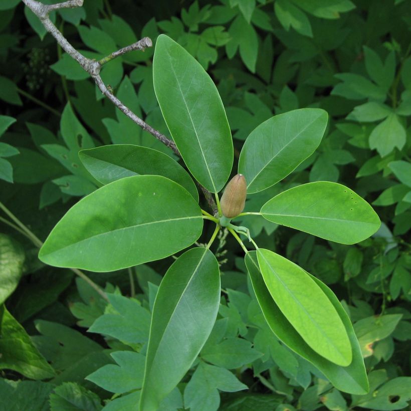 Magnolia virginiana Glauca (Foliage)