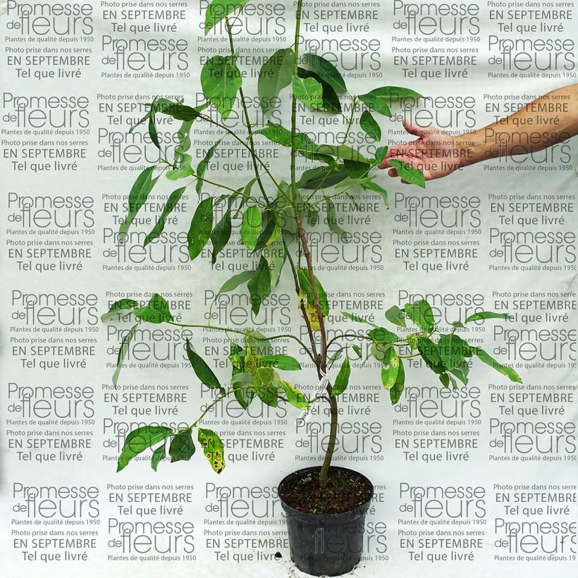 Example of Magnolia virginiana Glauca 4L/5L pot specimen as delivered