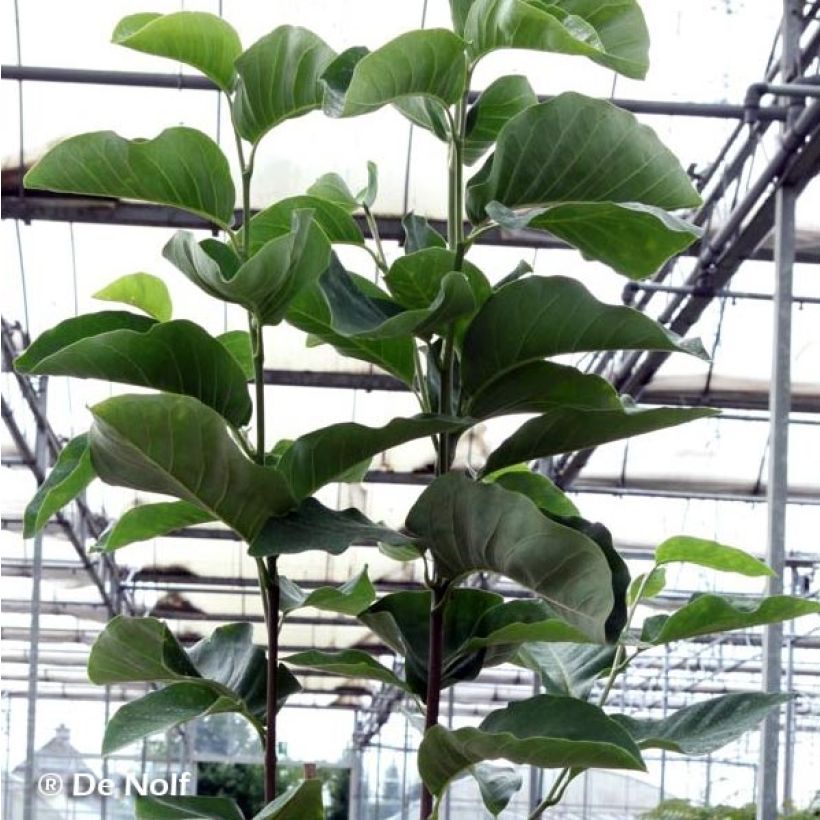 Magnolia x loebneri Wildcat (Foliage)