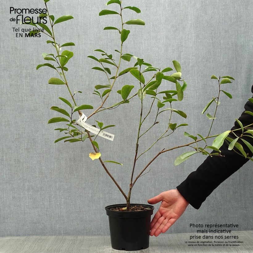 Magnolia yunnanensis - Michelia Pot de 3L/4L sample as delivered in spring