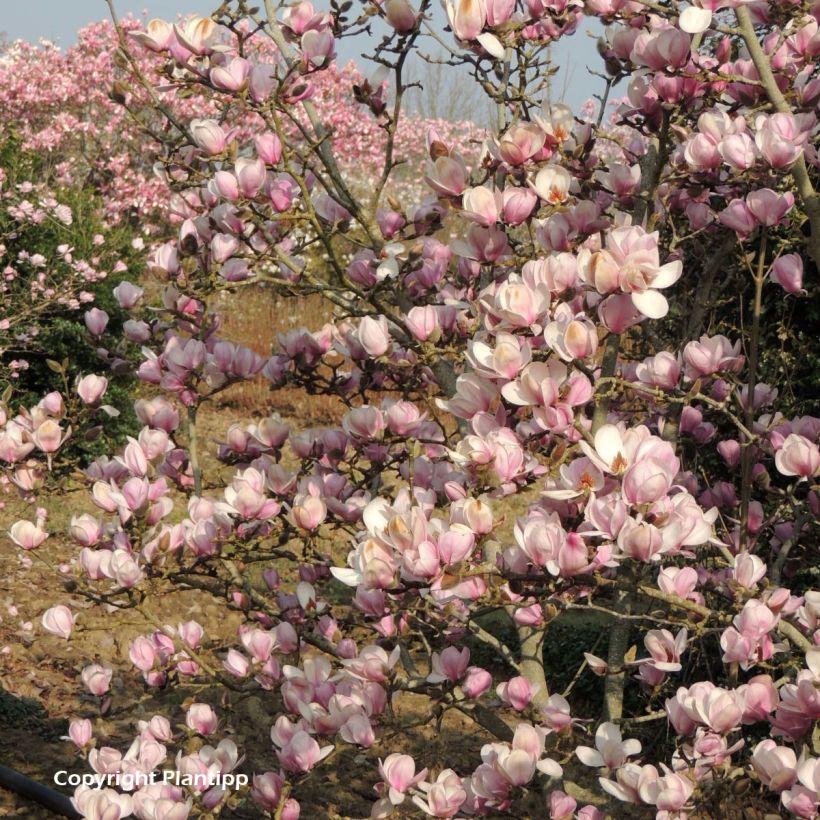 Magnolia denudata Festirose (Plant habit)