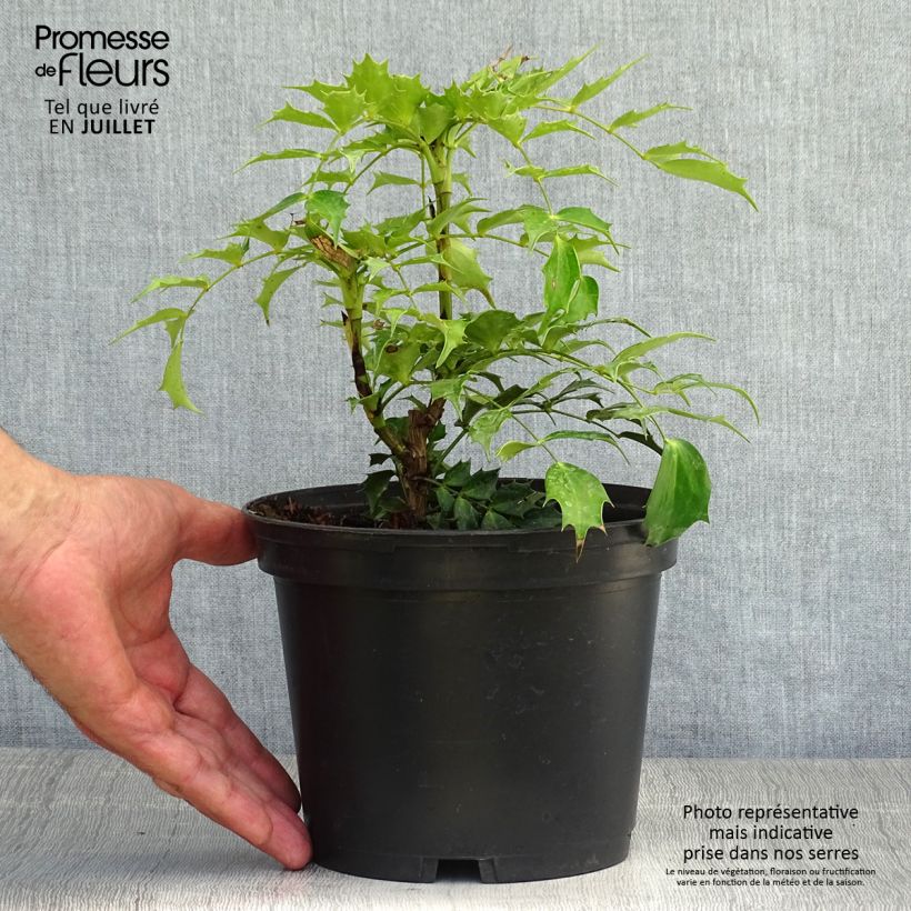 Mahonia nitens Cabaret 2L/3L pot sample as delivered in summer