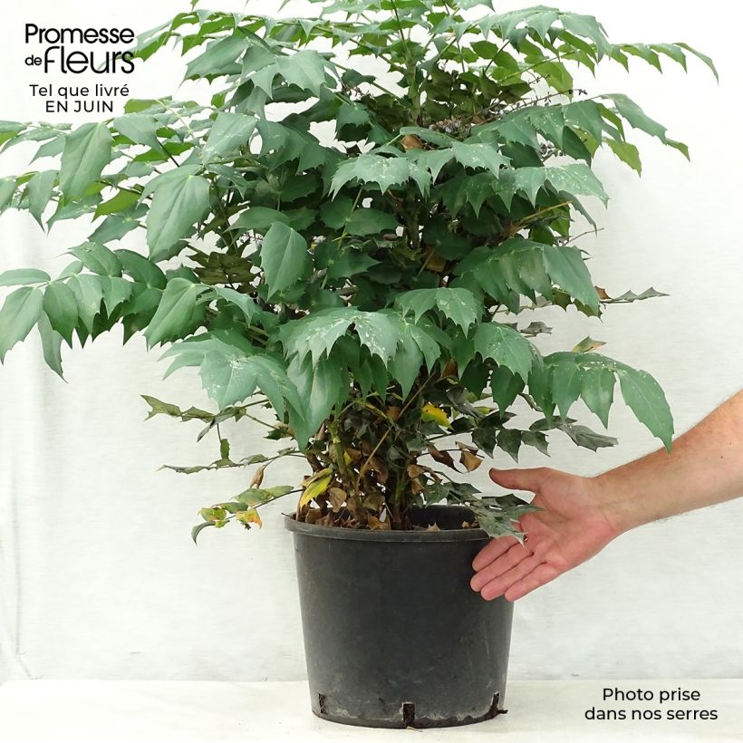 Mahonia japonica Hivernant 7.5L/10L pot sample as delivered in summer