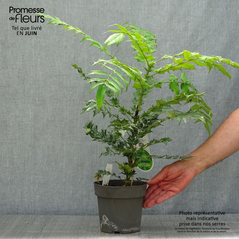 Mahonia x media Charity 2L/3L pot sample as delivered in summer