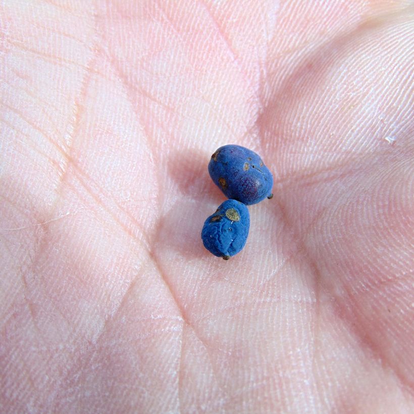 Mahonia Soft Caress - Mahonia hybrid (Harvest)