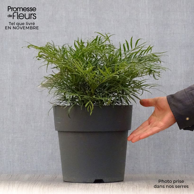 Mahonia Soft Caress - Mahonia hybrid 7.5L/10L pot sample as delivered in autumn