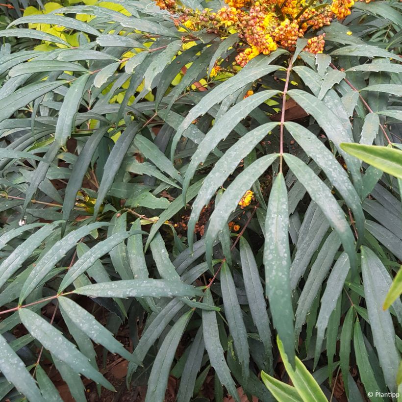 Mahonia nitens Volcano (Foliage)