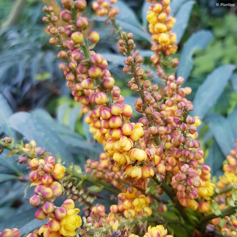 Mahonia nitens Volcano (Flowering)