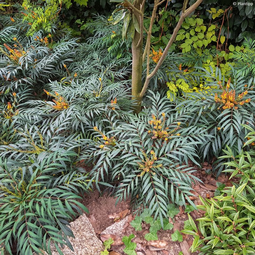 Mahonia nitens Volcano (Plant habit)