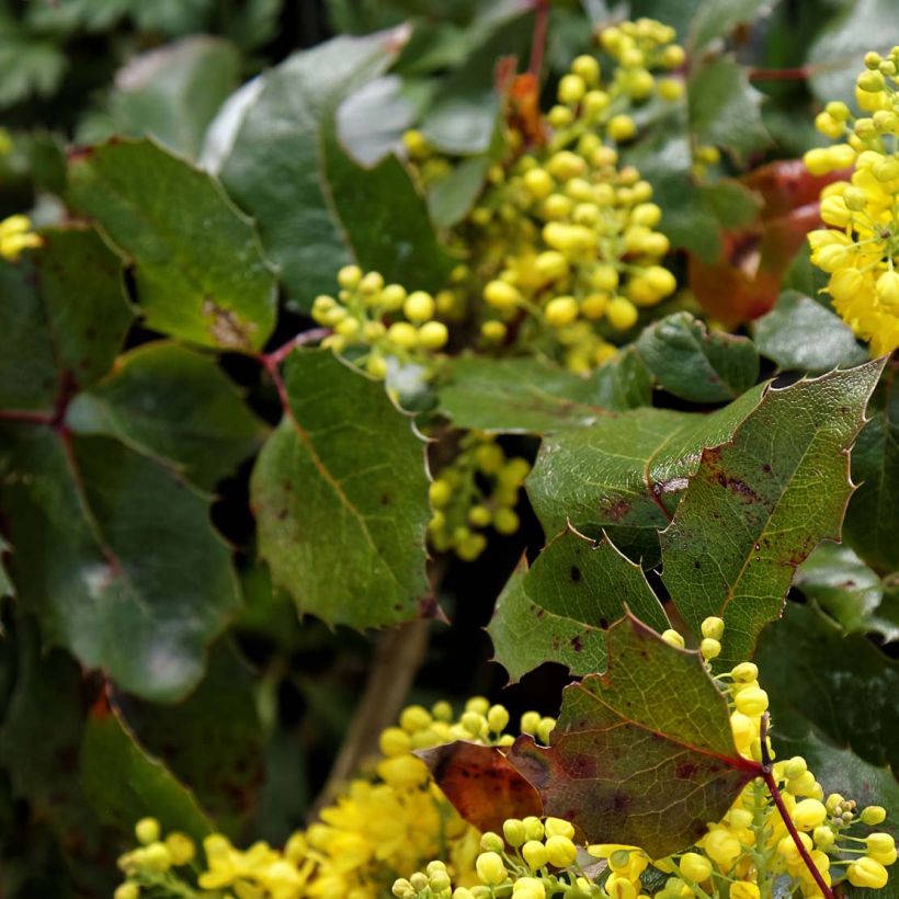 Mahonia aquifolium Apollo (Foliage)