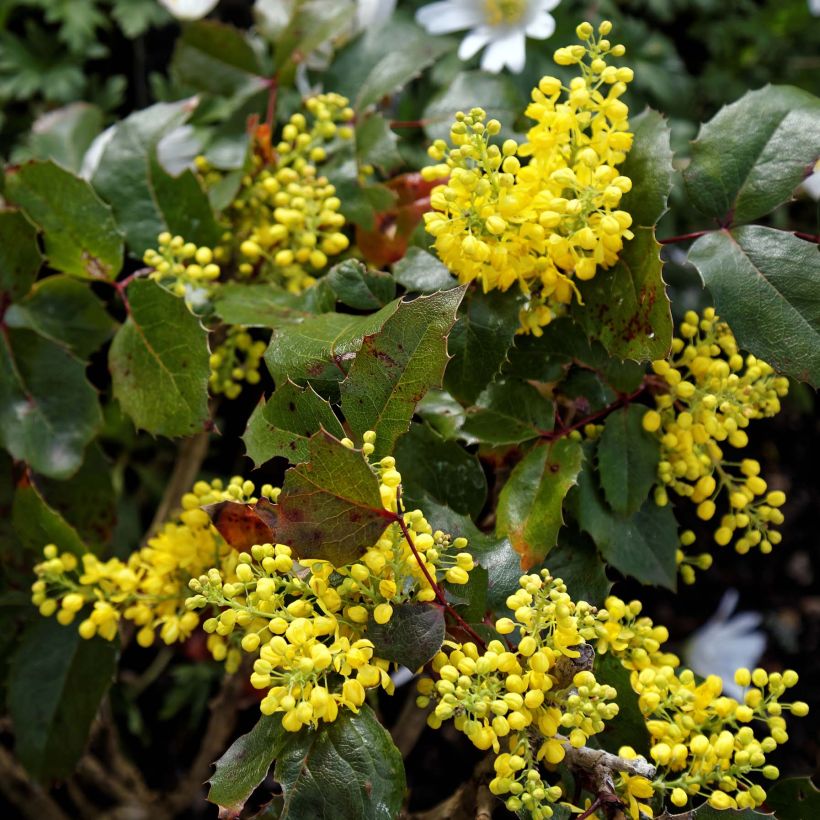 Mahonia aquifolium Apollo (Flowering)