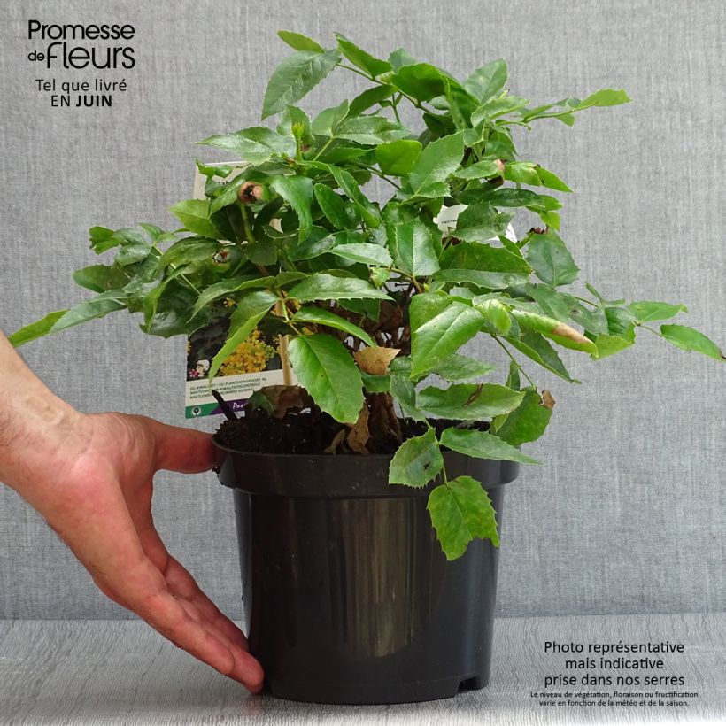 Mahonia aquifolium Apollo 2L/3L pot sample as delivered in summer