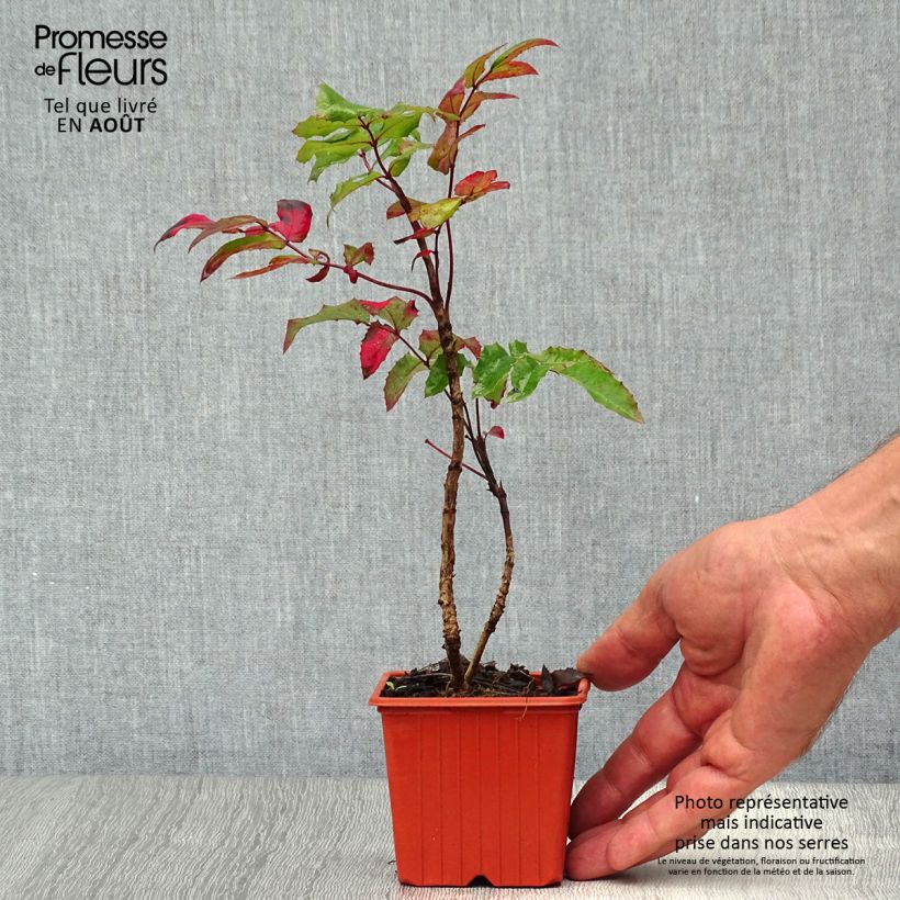 Mahonia aquifolium 8/9 cm pot sample as delivered in summer