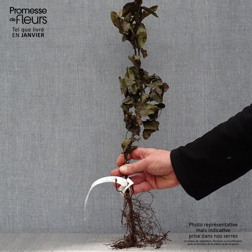 Mahonia aquifolium Bare root sample as delivered in winter