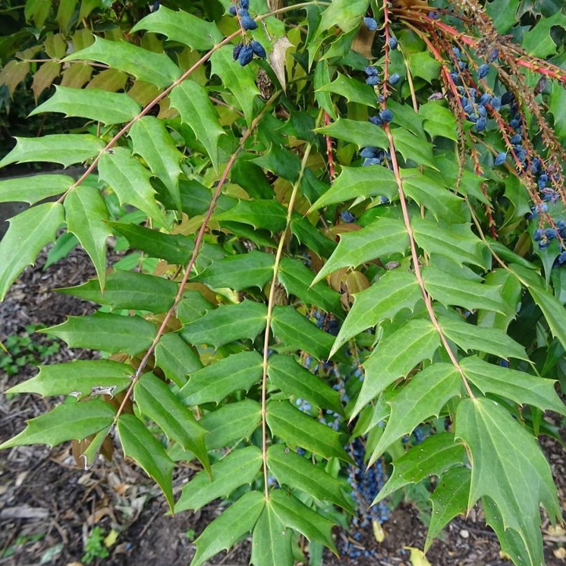 Mahonia bealei (Foliage)
