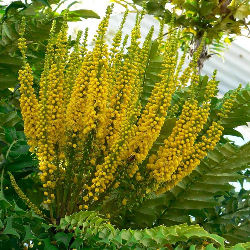 Mahonia bealei (Flowering)