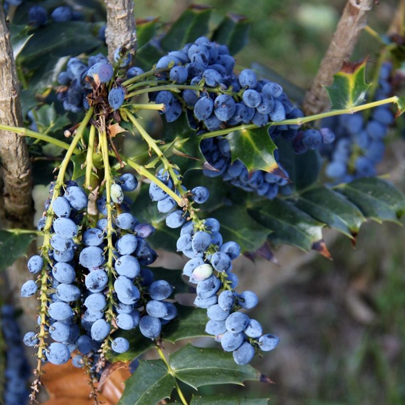 Mahonia bealei (Harvest)