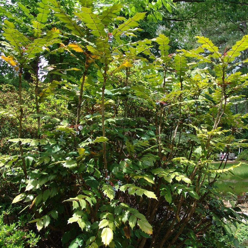 Mahonia bealei (Plant habit)