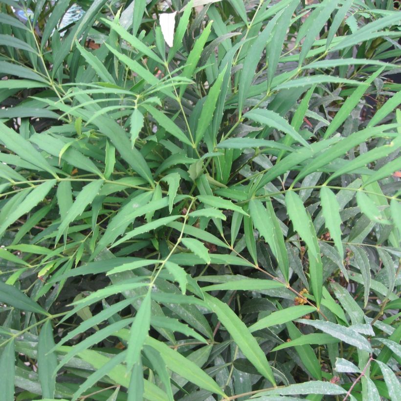 Mahonia confusa Nara Hiri - Hybrid Mahonia (Foliage)