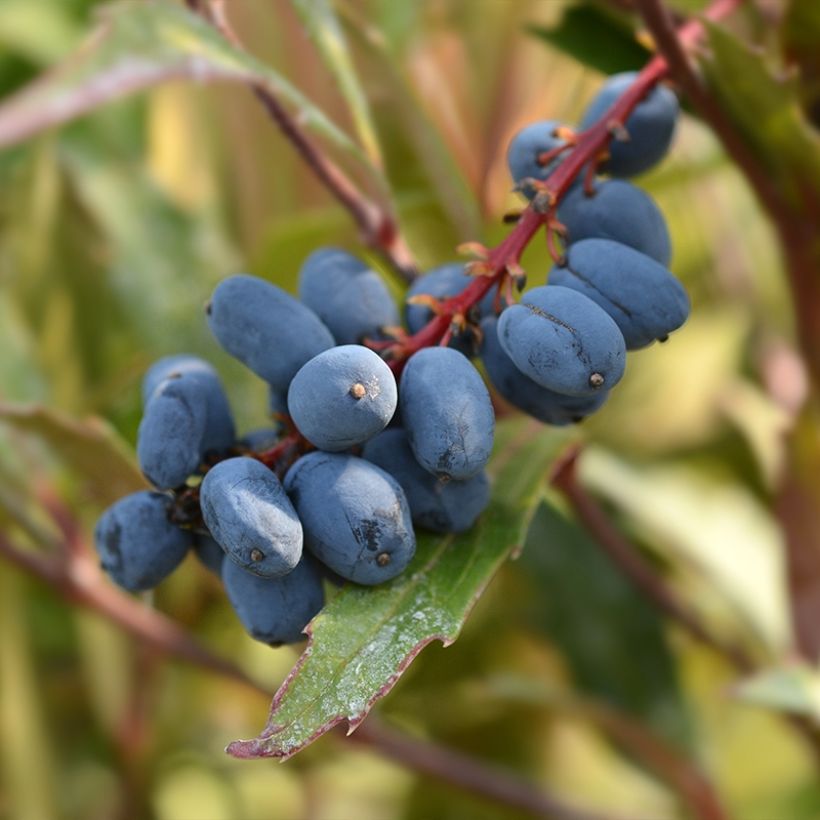 Mahonia eurybracteata Sweet Winter (Harvest)