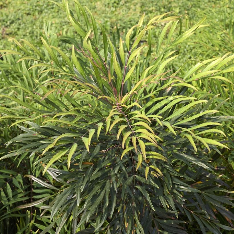 Mahonia eurybracteata Sweet Winter (Plant habit)