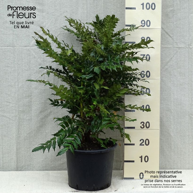 Mahonia x media Winter Sun 7.5L/10L potShipped height around 60/70cm sample as delivered in spring