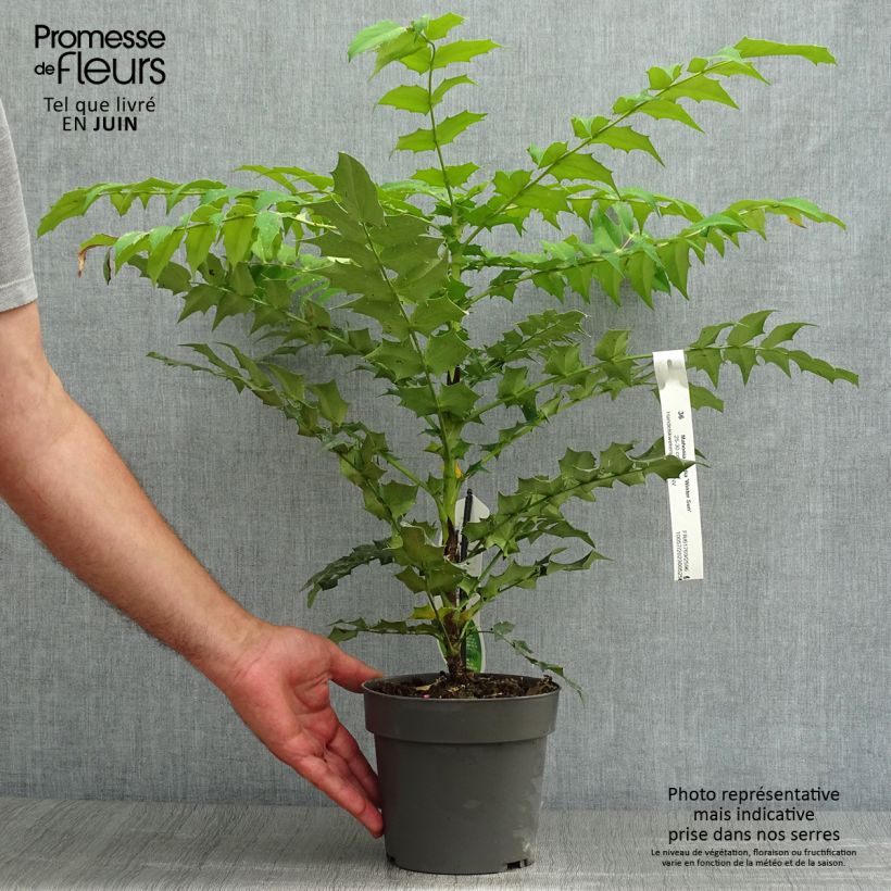 Mahonia x media Winter Sun 2L/3L pot sample as delivered in summer