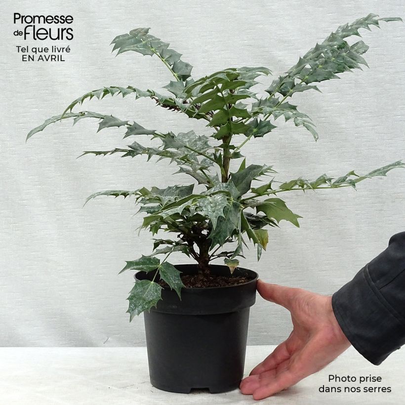 Mahonia x media Winter Sun 2L/3L potShipped height around 40/50cm sample as delivered in spring