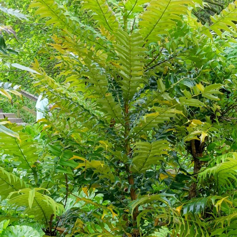 Mahonia oiwakensis subsp. lomariifolia (Foliage)