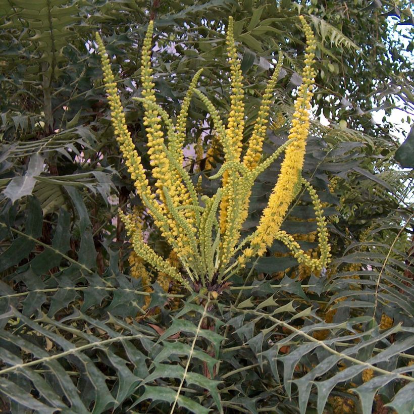Mahonia oiwakensis subsp. lomariifolia (Flowering)