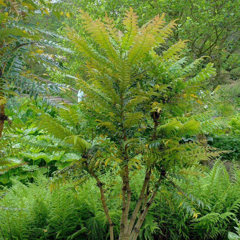 Mahonia oiwakensis subsp. lomariifolia (Plant habit)
