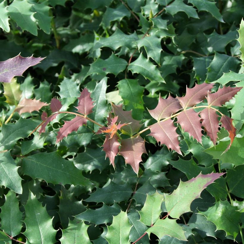Mahonia x wagneri Fireflame (Foliage)