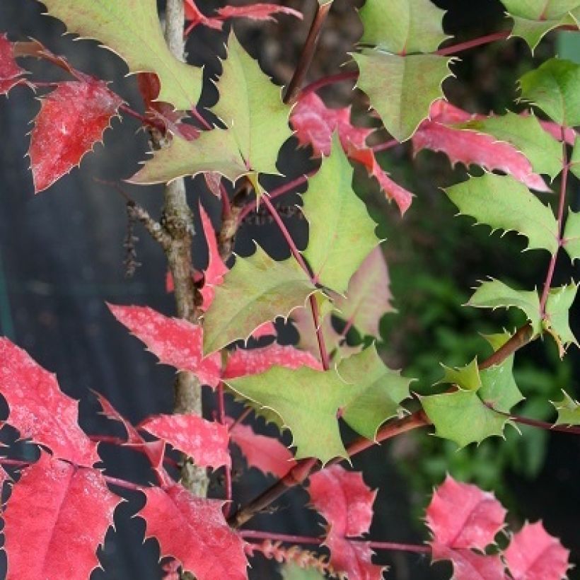 Mahonia x wagneri Pinnacle (Foliage)