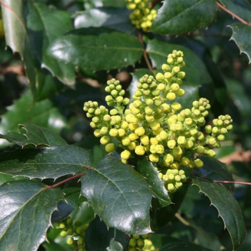 Mahonia x wagneri Pinnacle (Flowering)