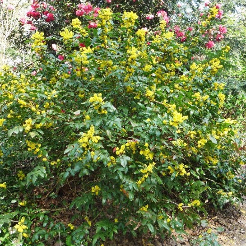 Mahonia x wagneri Pinnacle (Plant habit)