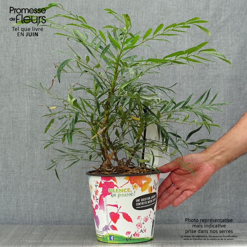 Mahonia eurybracteata Sweet Winter 3L/4L pot sample as delivered in summer