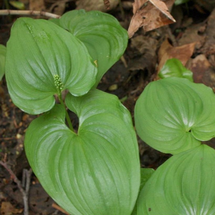 Maianthemum bifolium (Foliage)