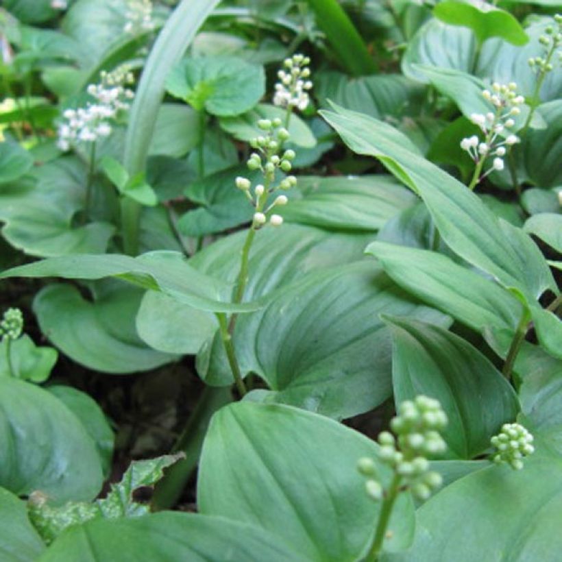 Maianthemum bifolium (Flowering)