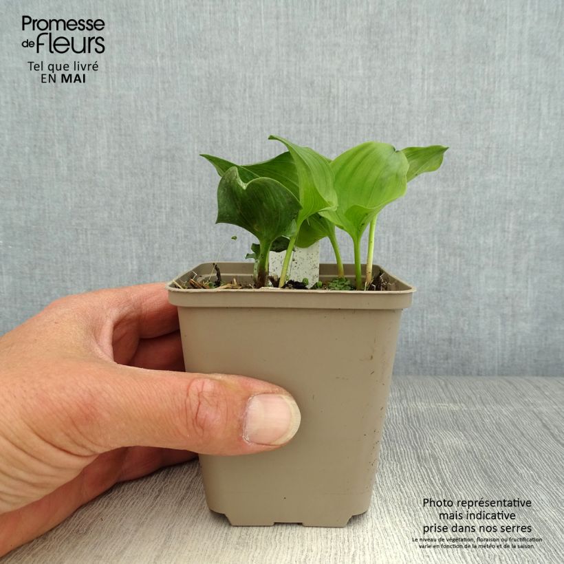 Maianthemum kamtschaticum 8/9 cm pot sample as delivered in spring