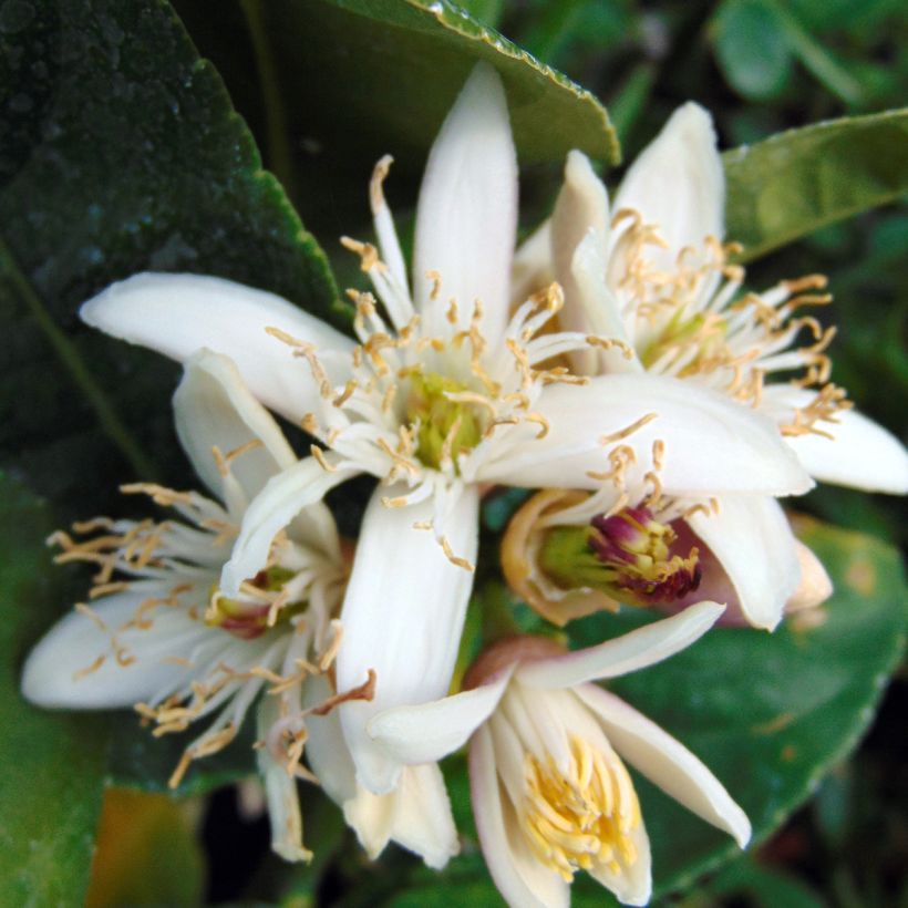 Buddha's Hand - Citrus medica var. sarcodactylis (Flowering)